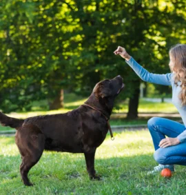 Entrenamiento Basico Para Perros