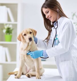 Auxiliar en Veterinaria