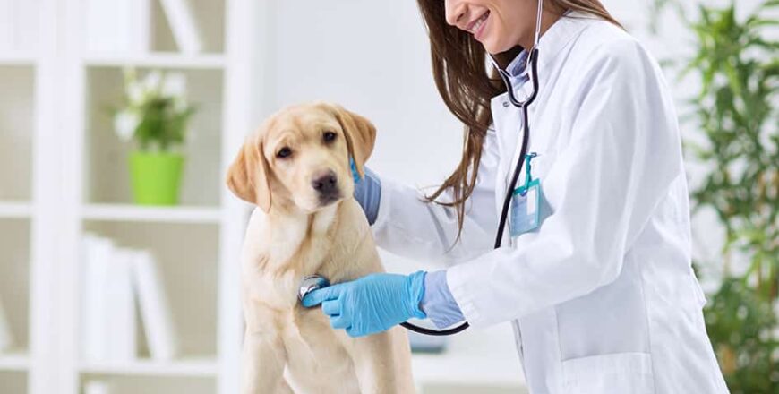 master-en-auxiliar-de-tecnico-de-veterinario.jpg